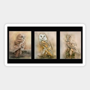 British Owls Sticker